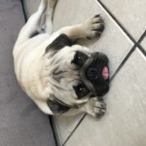 Neuneul Le Carlin éleveur De Chiens Houssin Kuurne