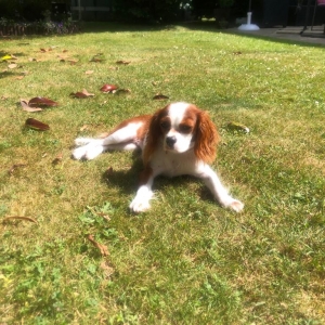 NINA, de Cavalier King Charles Epagneul