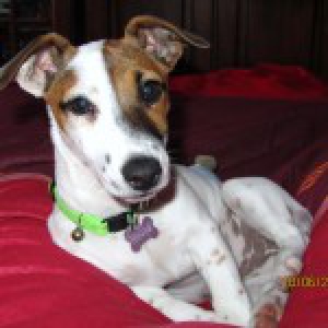 Notre Jack Russel Houba