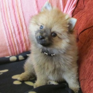 Notre petit Bounty, le Spitz Nain