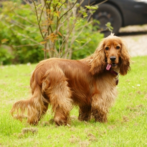 Olympe, le Cocker Anglais