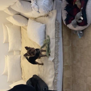Otis, de Yorkshire