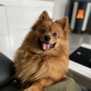 Pakito, de Spitz/Spitz Nain/Loulou de Poméranie