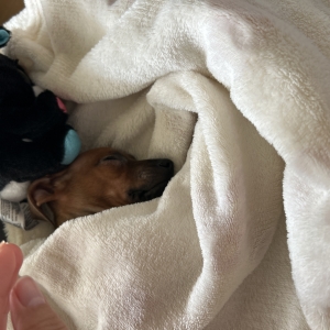 Pandora, de Pinscher Nain