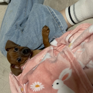 Pandora, de Pinscher Nain