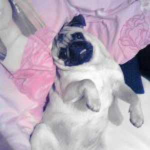 Pepita, notre Carlin