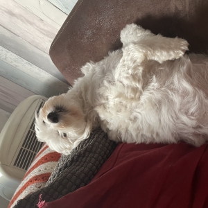 Perle et Rom&eacute;o, de Bichon Maltais