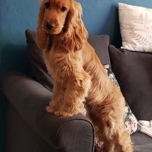 Phoebe, le Cocker Anglais