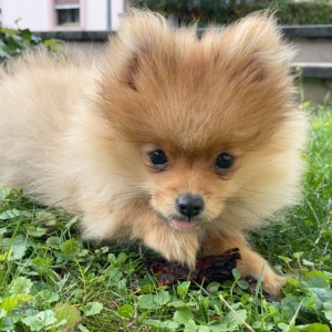 Phybie, de Spitz/Spitz Nain/Loulou de Poméranie