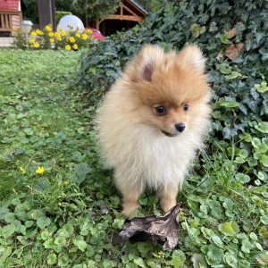 Phybie, de Spitz/Spitz Nain/Loulou de Poméranie