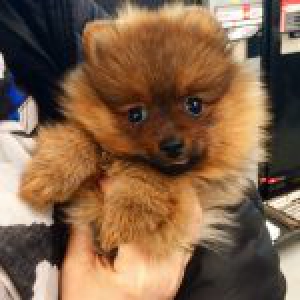 Pin Up, le Spitz Nain