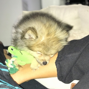 Pixel, le Spitz Nain