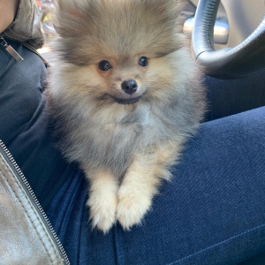 Pixel, le Spitz Nain