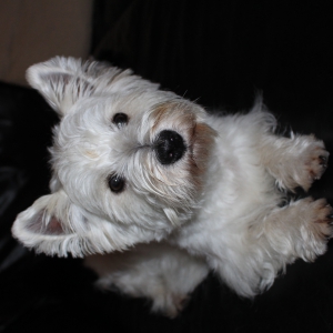 Pollux, de West Highland White Terrier (Westie)