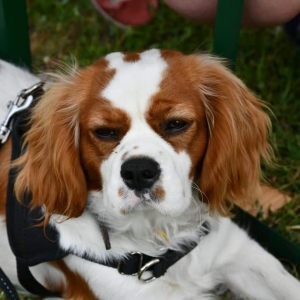 Poppy, de cavalier king charles