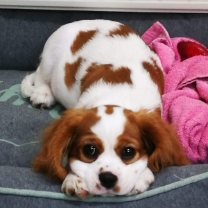 Poppy, de cavalier king charles