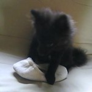 Pylou, le Spitz Nain