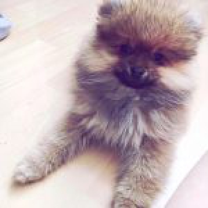 Roméo, le Spitz Nain