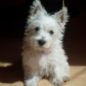 Roxanne, notre Westy