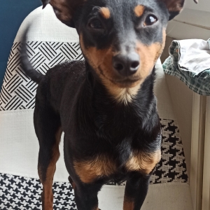 Roxy, de Pinscher Nain