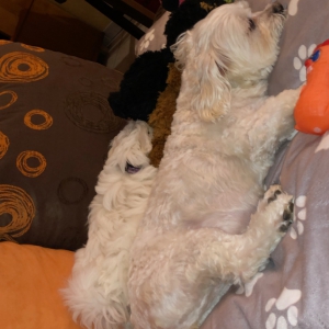 Ruby, de Bichon Maltais