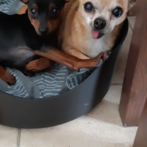Ruby, le Pinscher Nain