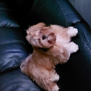 Scotty, le Lhasa Apso