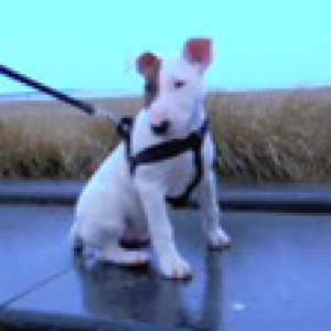 Shailo, le Bull Terrier