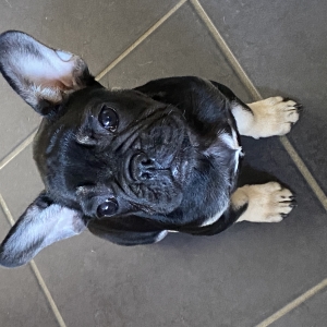 Shelby, de Bouledogue Fran&ccedil;ais