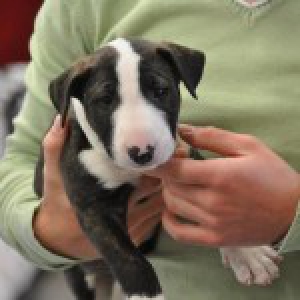 Tayzer, le Bull Terrier