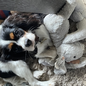 Thalia, le Cavalier King Charles Epagneul