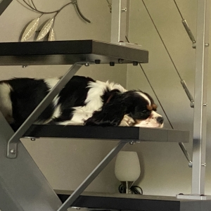 Thalia, le Cavalier King Charles Epagneul