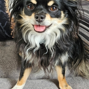 Thallya et Thaiico, de Chihuahua