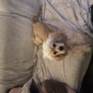 Tommy, le Cocker Américain