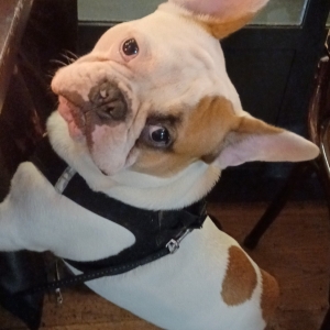 Tony, le Bouledogue Français