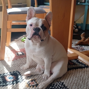 Tony, le Bouledogue Français