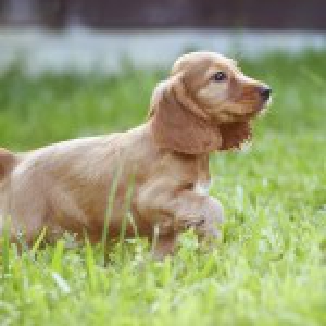 Winston, le Cocker Anglais