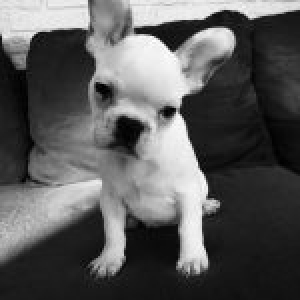 Yuki, le Bouledogue Fran&ccedil;ais2