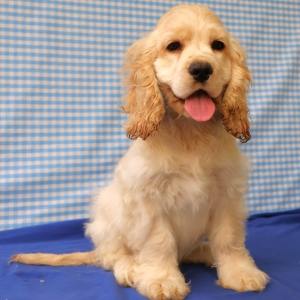 Cocker Am&eacute;ricain