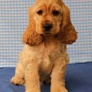 Cocker Am&eacute;ricain