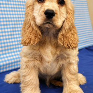 Cocker Am&eacute;ricain