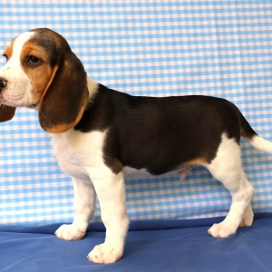Beagle