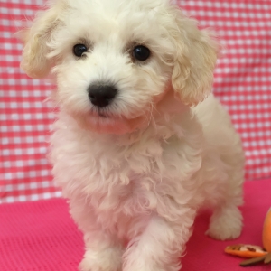 Bichon Fris&eacute;