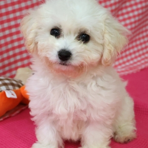 Bichon Fris&eacute;