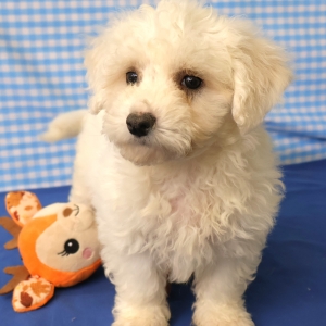 Bichon Fris&eacute;