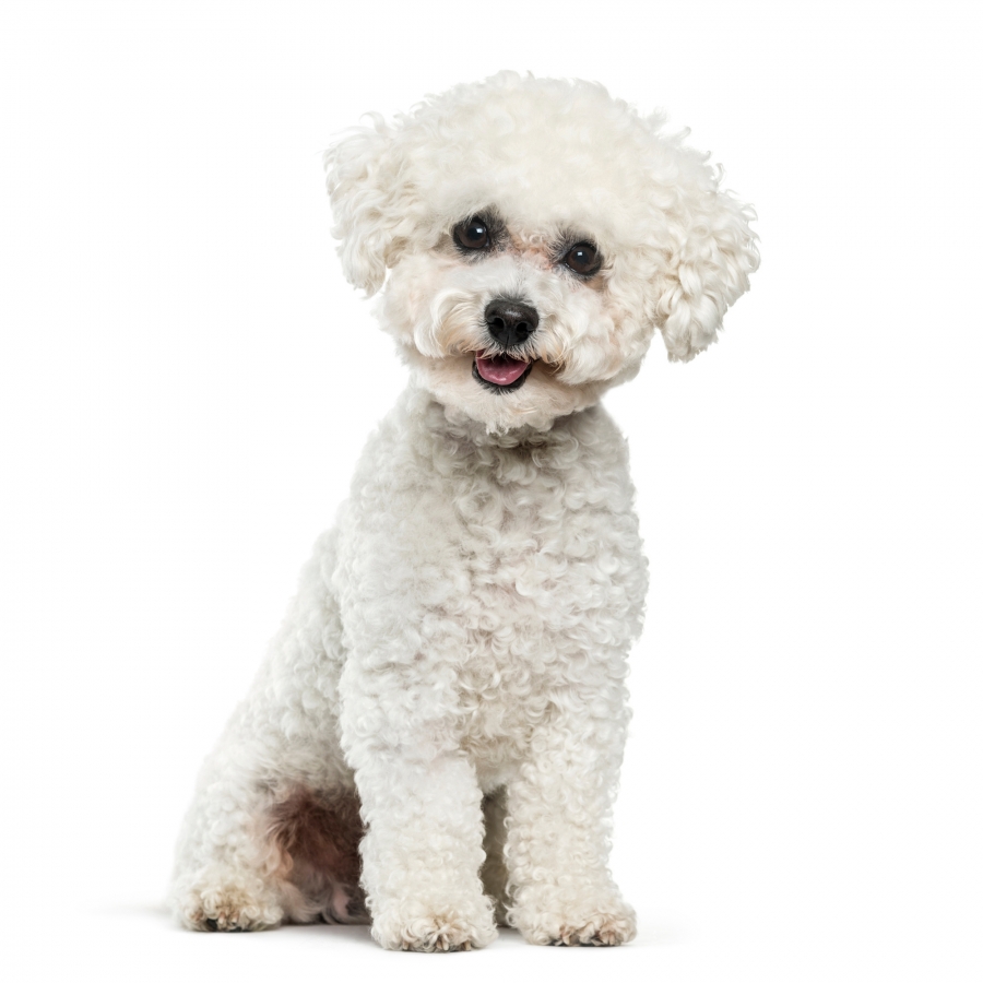 Acheter chiot Bichon Frisé?