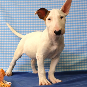 Bull Terrier