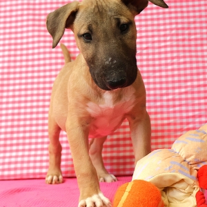 Bull Terrier