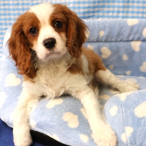 Cavalier King Charles Epagneul