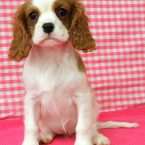 Cavalier King Charles Epagneul